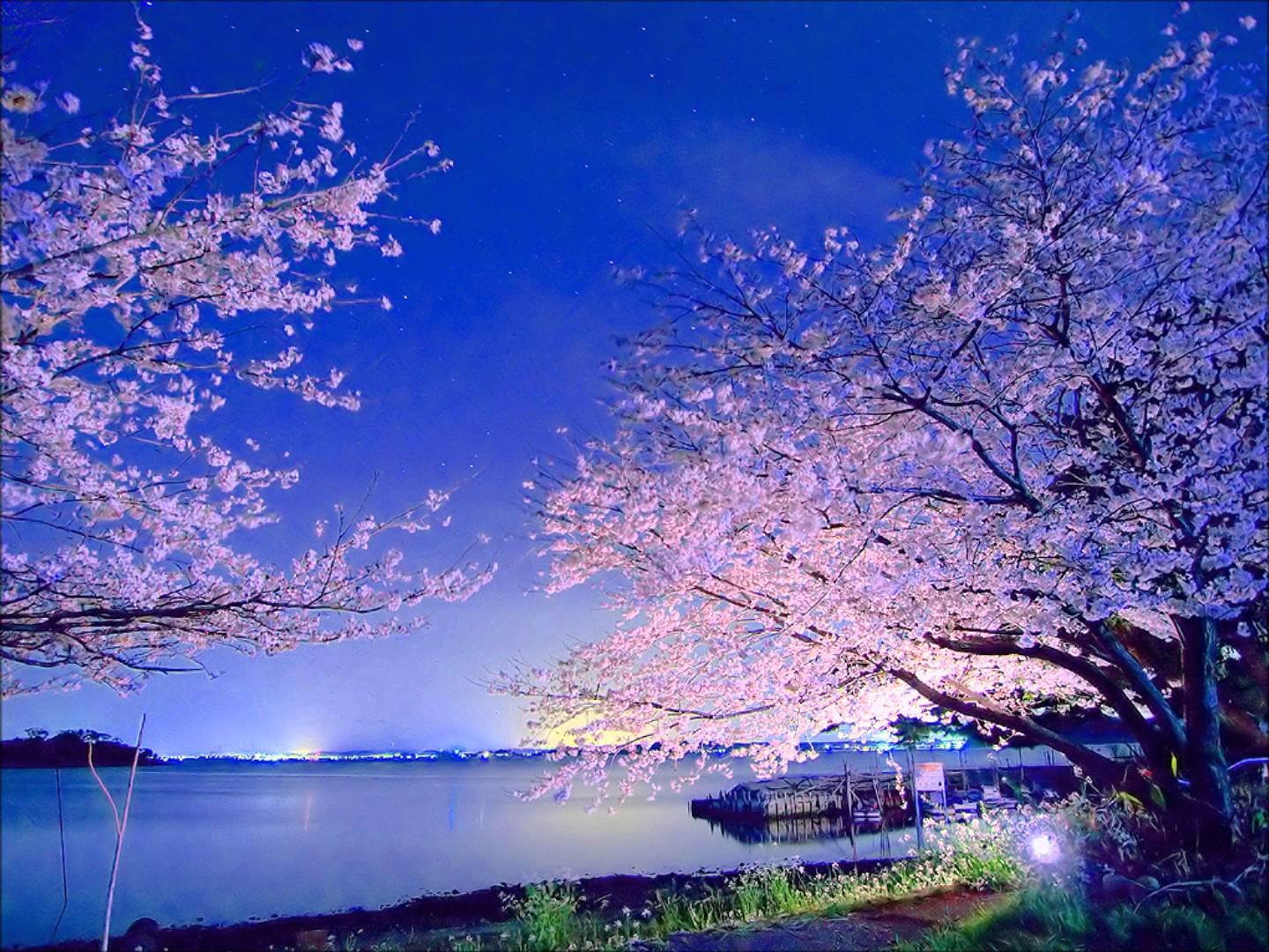 Japanese blossom. Картинки на телефон Япония Сакура. 古风音乐 картинки красивые. Картинки Япония Сакура на телефон фиолетовые.